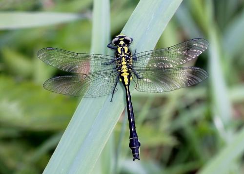 Réf. 227 296 : Gomphus vulgatissimus